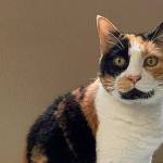 My name is Nina, and I need a home | Pet of the Week