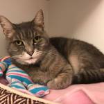 My name is Gertrude, and I need a home | Pet of the Week