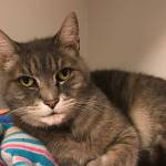 My name is Gertrude, and I need a home | Pet of the Week