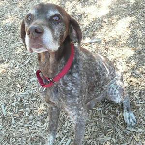 My name is Trigger, and I need a home | Pet of the Week