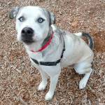 My name is Pretty Boy, and I need a home | Pet of the Week