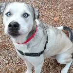 My name is Pretty Boy, and I need a home | Pet of the Week