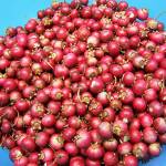 While cranberries are tasty and have certain health benefits, despite health products on the market claiming otherwise, cranberry products do not effectively prevent or treat urinary tract infections, for which older adults are at greater risk of contracting. Courtesy FreeImages.com