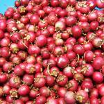 Cranberry products not reliable for UTI treatment, doctor says