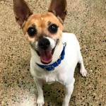 My name is Papillion, and I need a home | Pet of the Week