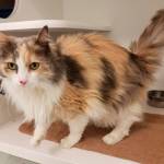 My name is Cookie, and I need a home | Pet of the Week