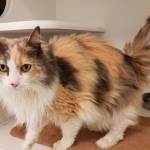 My name is Cookie, and I need a home | Pet of the Week