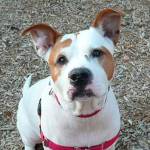 My name is Spike, and I need a home | Pet of the Week