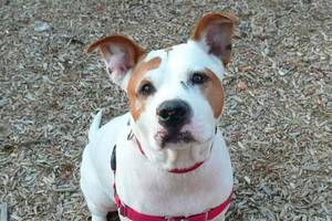 My name is Spike, and I need a home | Pet of the Week