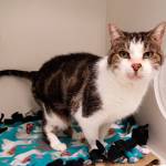 My name is Luna, and I need a home | Pet of the Week