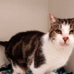 My name is Luna, and I need a home | Pet of the Week