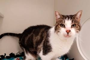 My name is Luna, and I need a home | Pet of the Week