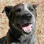 My name is Leo, and I need a home