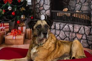 My name is Clarence, and I need a home