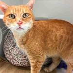 My name is George, and I need a home