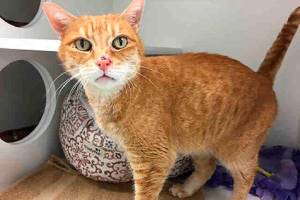 My name is George, and I need a home