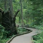 Set on 120 acres off of 348th Street, West Hylebos Wetlands Park features a large trail network through the Hylebos Wetlands. A 1.7 mile boardwalk takes visitors deep into the nature area. The city will be publishing an updated version of a map of walking trails in the city and organizing walking groups after receiving a $10,000 Get Active, Stay Active grant from King County. Mirror file photo