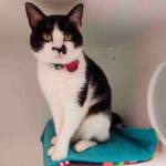 My name is Lola, and I need a home