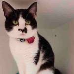 My name is Lola, and I need a home