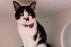 My name is Lola, and I need a home