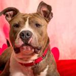 My name is Johnny, and I need a home