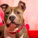 My name is Johnny, and I need a home