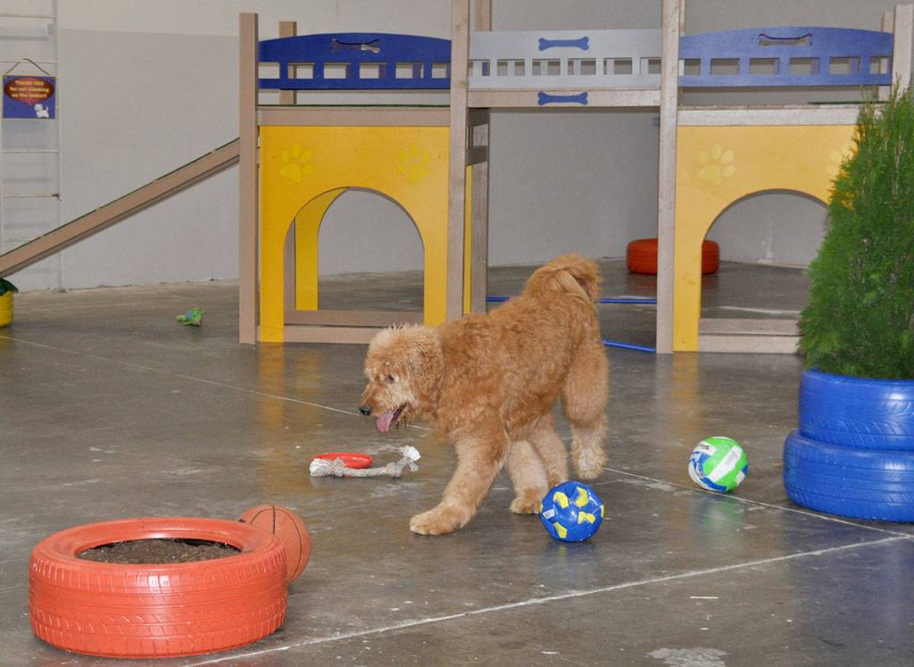 Poby plays at Pipers Playground, an indoor dog park in Federal Way that opened Jan. 18. Pobys owner, Mindy Kim, tries to bring Poby and her other dog, Harry, to the park at least once a day. Heidi Sanders, the Mirror