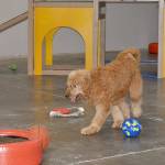 Piper’s Playground offers indoor play space for dogs