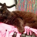 My name is Anastasia, and I need a home