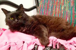 My name is Anastasia, and I need a home