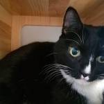 My name is Jack, and I need a home