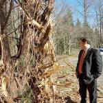 Federal Way Mayor Jim Ferrell examines damage to a tree on the former Weyerhaeuser campus on Feb. 22. IRG recently cleared underbrush on the property to help mitigate homeless encampments and illegal activity. Courtesy city of Federal Way