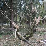 Residents are concerned about manner in which trees on the former Weyerhaeuser property were removed. Heidi Sanders, the Mirror