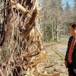 IRG underbrush clearing prompts concerns from residents, city officials