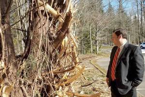 IRG underbrush clearing prompts concerns from residents, city officials