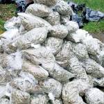 King County Sheriff’s Office seizes nearly $10 million of illegal marijuana