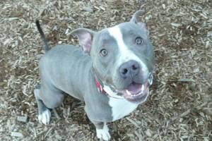 My name is Baby, and I need a home