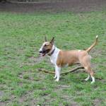 Alki plays at French Lake Dog Park on Wednesday afternoon. Lakehaven Water and Sewer officials posed the idea of purchasing or leasing the dog park from the city of Federal Way to help reduce its financial woes.Heidi Sander, the Mirror