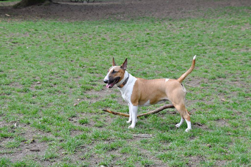 Alki plays at French Lake Dog Park on Wednesday afternoon. Lakehaven Water and Sewer officials posed the idea of purchasing or leasing the dog park from the city of Federal Way to help reduce its financial woes.Heidi Sander, the Mirror