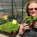 Shelley Puariea, executive director of the Federal Way Senior Center, encourages the public to volunteer with the centers community garden and donate to the centers food bank. In fact, the garden supplies fresh produce for the food bank, which in turn feeds more than 900 people a month. To learn more, call Puariea at 206-954-2926. ANDY HOBBS, the Mirror