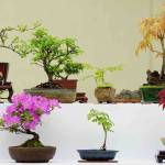 Bonsai artists Edd Kuehn and Kathy Blanchards Mame Bonsai display at the Puget Sound Bonsai Association 2017 Spring Show at the Pacific Bonsai Museum in Federal Way. Photo by Marcus Donner
