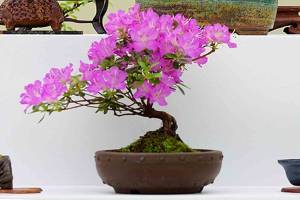 Mother’s Day weekend events in Federal Way