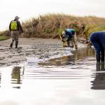 Hunt for invasive green crab catches 22 in Dungeness in first month