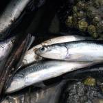 Dead Liberty Bay anchovies likely the result of natural processes