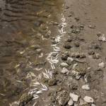 Dead Liberty Bay anchovies likely the result of natural processes