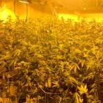 Federal Way police and other law enforcement agencies seized thousands of marijuana plants in various stages of growth during a raid on six homes on Tuesday morning. Courtesy Federal Way Police Department