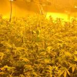 Police seize thousands of marijuana plants in Federal Way raid
