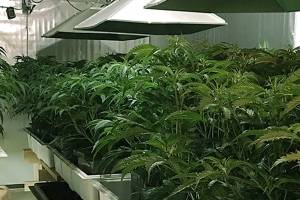 Federal Way police work to bring down illegal marijuana grows