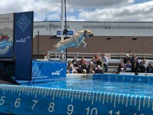 Local DockDogs Stark and Echo make a splash