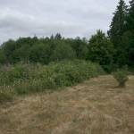 The Hylebos Blueberry Farm Park is suspected to have been planted in the 1950s, and some citizens are calling for volunteer efforts to help restore it to its former glory. Photo by Haley Donwerth, the Mirror